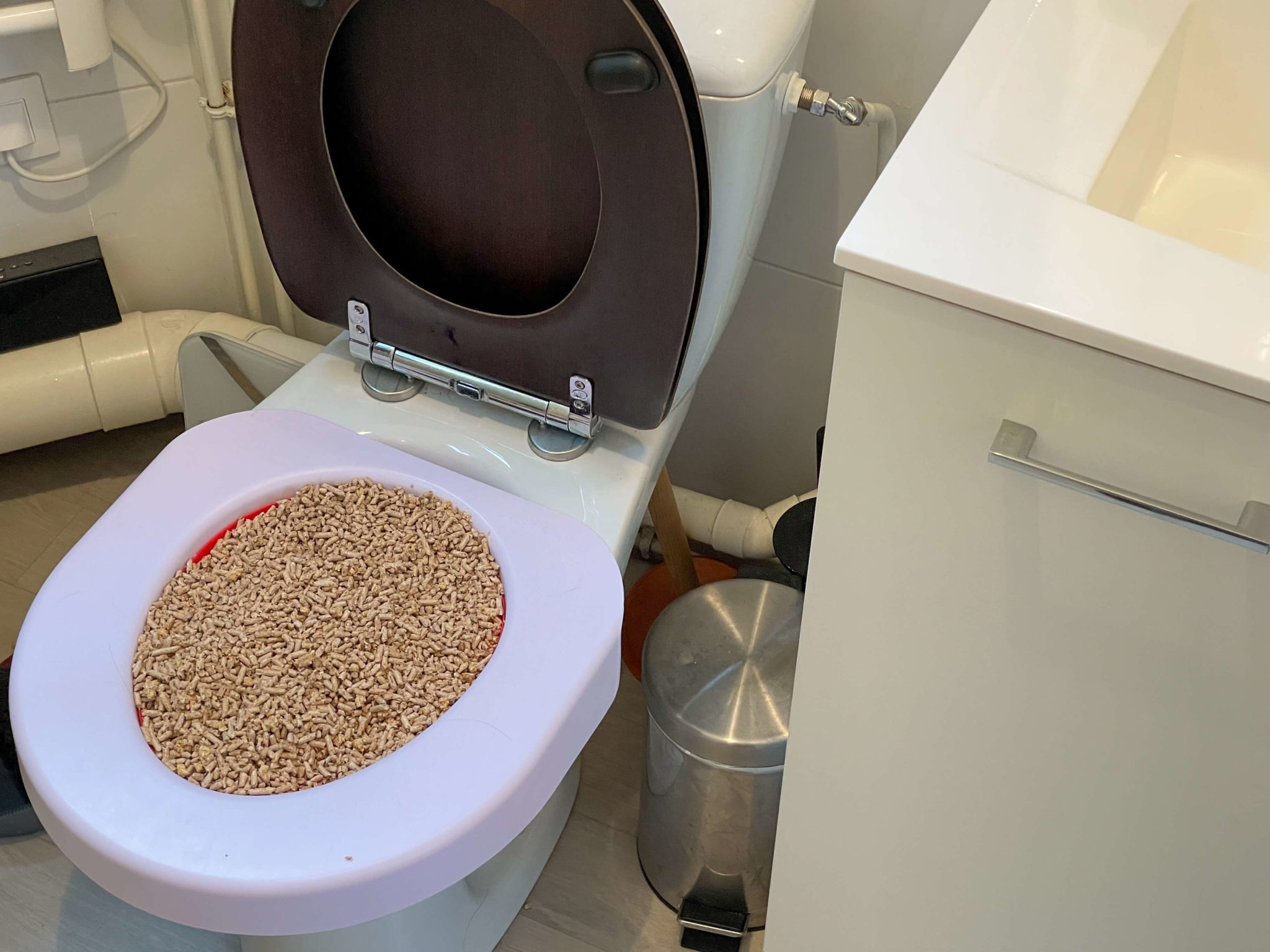 Leadership Reminders from Toilet Training a Cat Paul.Build