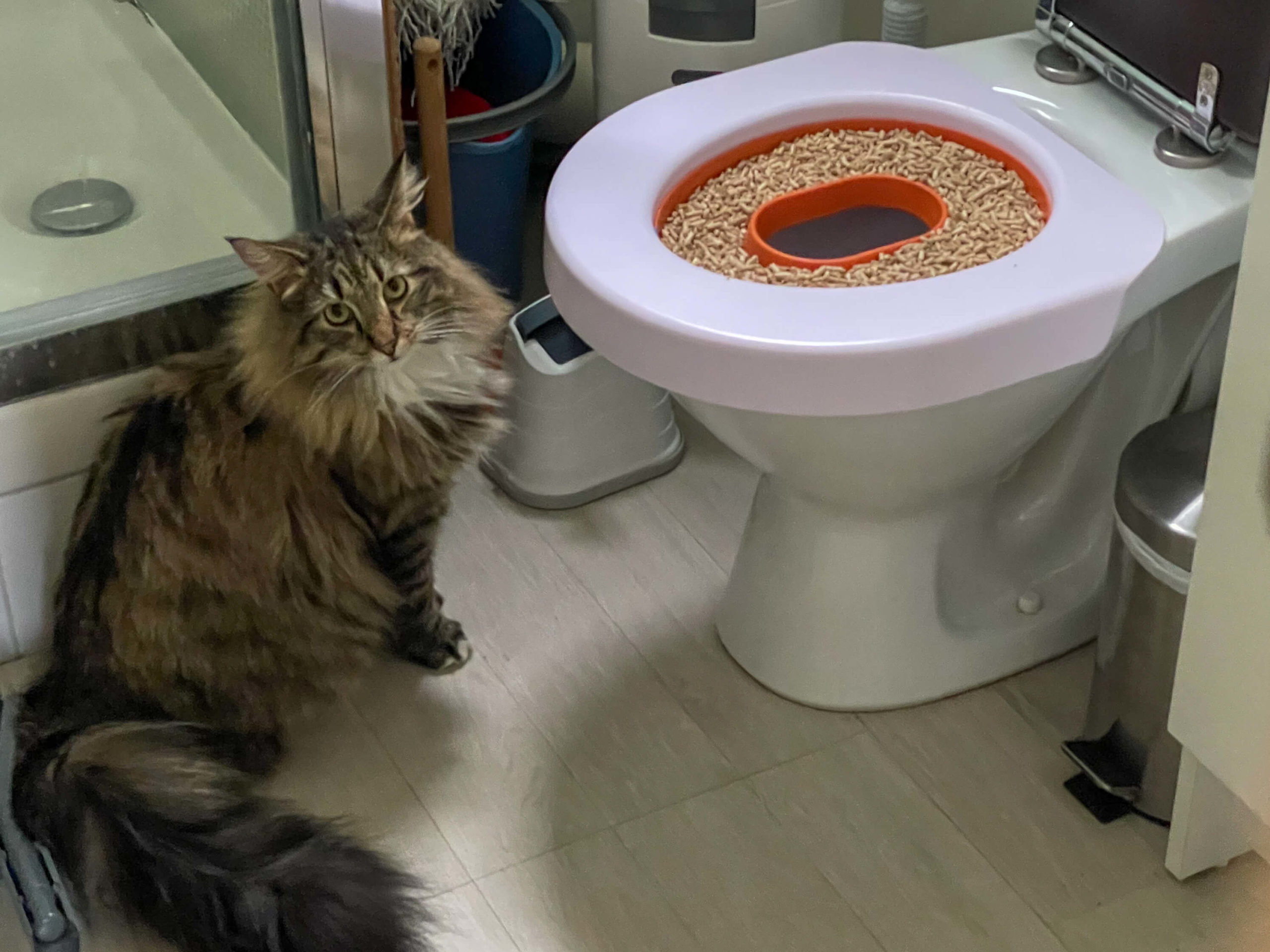 Leadership Reminders from Toilet Training a Cat Paul.Build